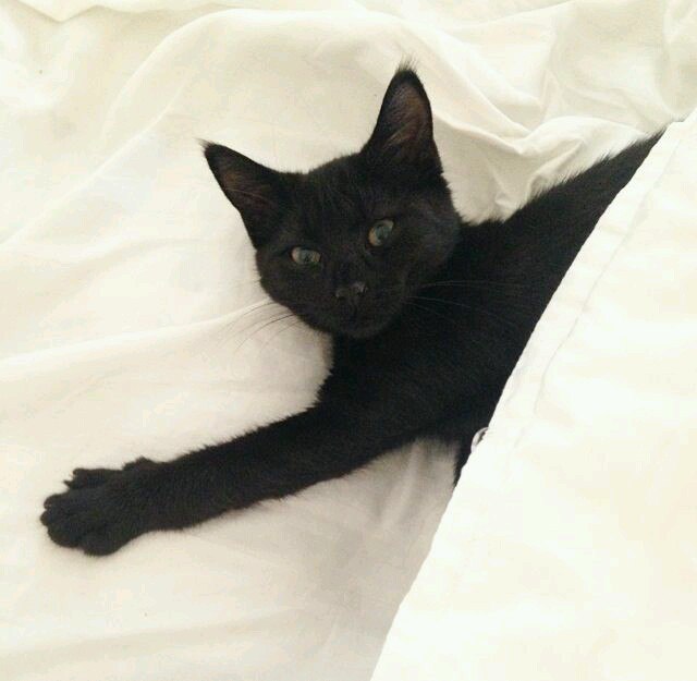 Коты и Кошки
