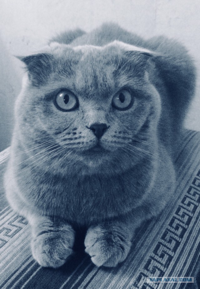 Котовторник 28.11.2017