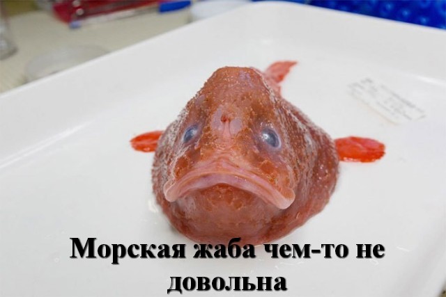 Кто обитает на дне у берегов Австралии