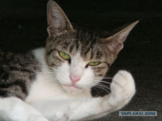 Котовторник на ЯПлакалъ (03.06), котята (31 шт)