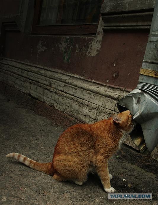 Котовторник на ЯПлакалъ 08.07.2008