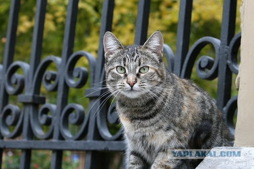 Ударим КОТОВТОРНИКОМ по УГ-постингу
