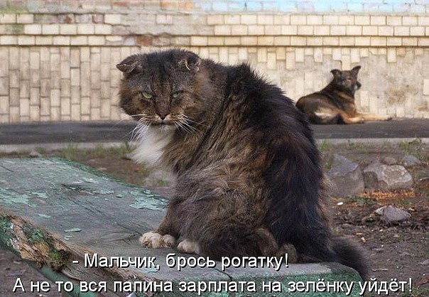 Прикольных котов пост