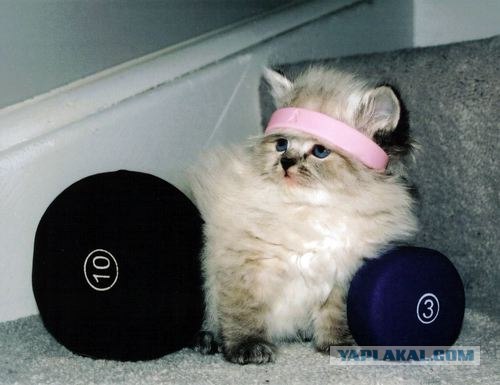 Котовторник на 6 июля