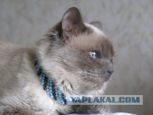 Котовторник. А как же?!