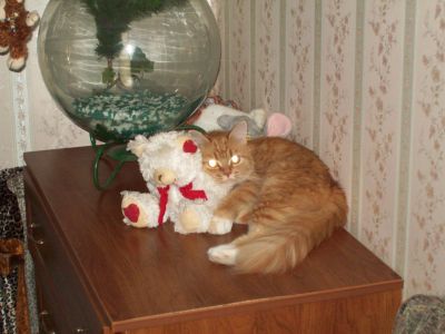 Любимая игрушка