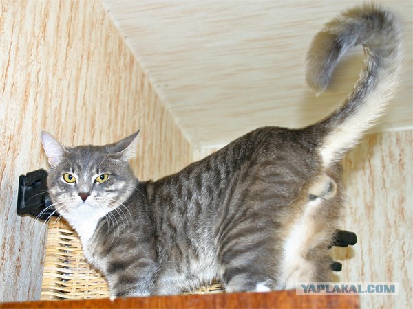Состоятельный котовторник