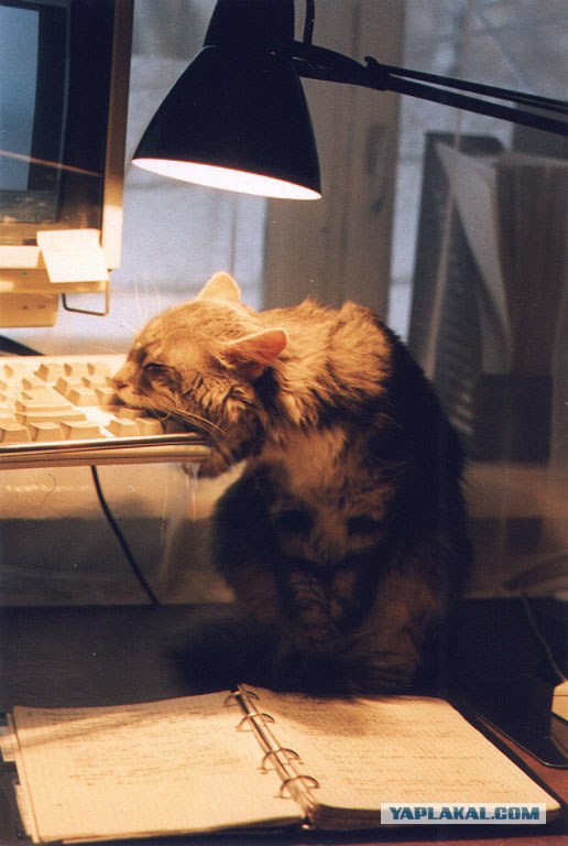 Котовторник в "КотоГетто"