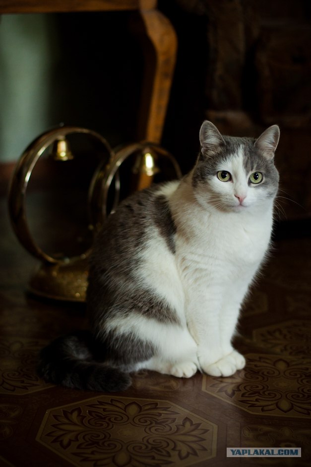 Котовторник 20.12.2011