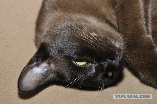 Котовторник  19.06.2012