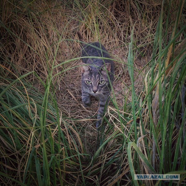 Новогодний Котовторник 01.01.2013