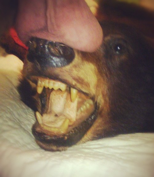 Скотсети и прочие интернеты 04.03.19