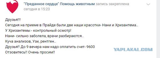 Помогите вернуть кота! Приют "Преданное сердце" украл кота и не отдает!-2