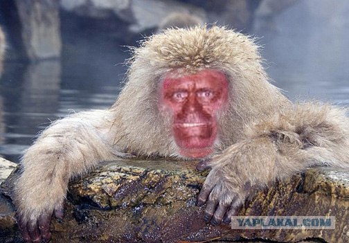 Накачанный зверь