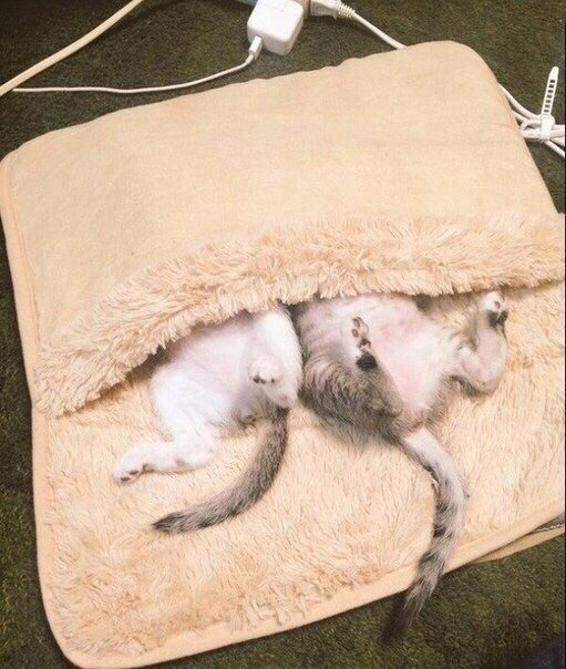Эти забавные животные
