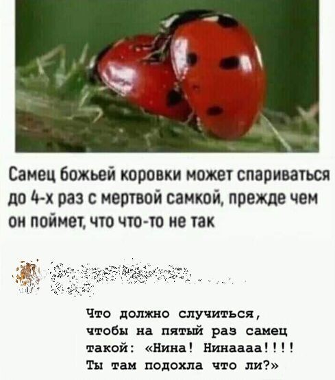 Фотки и картинки: юморные и красивые, забавные и милые 02.11.20