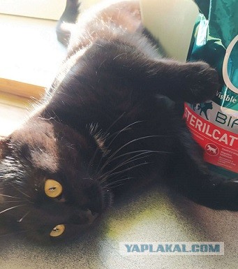 На утро котовтоника!