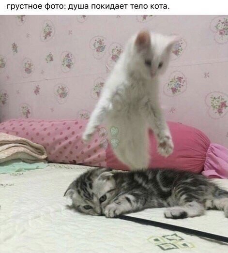 На утро котовтоника!