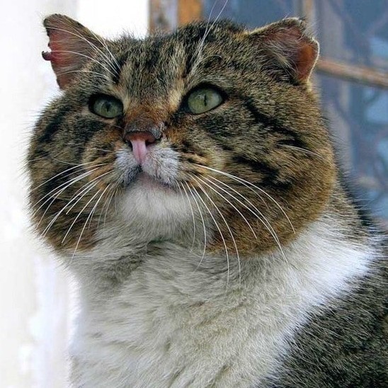 Просто котику холодно