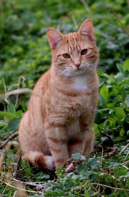 А это мой котан к котовторнику