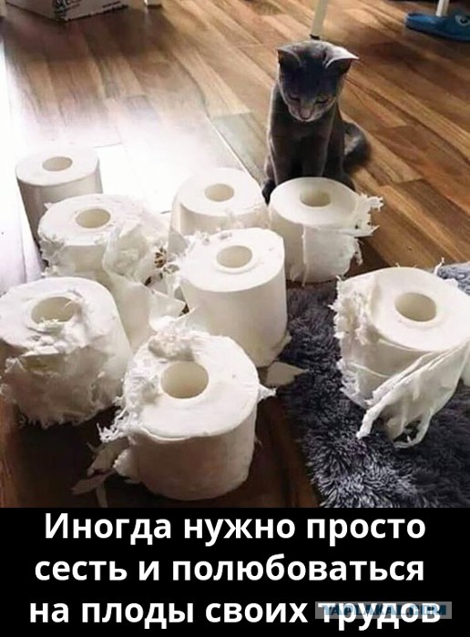 Забавные и смешные картинки на котовторник
