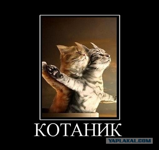 Кошачья пантомима