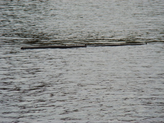 Трое в лодке