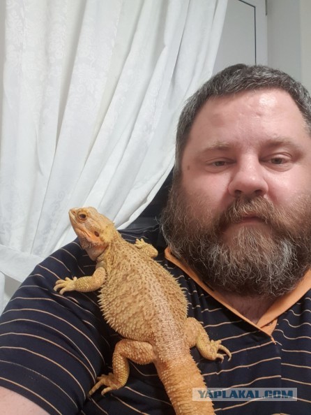 Сегодня про бородатую агаму. Это ящерка такая