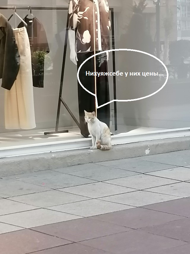 Кот на остановке