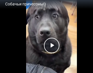 Собачьи причесоны!)