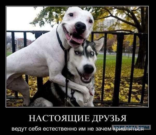 Щенок хаски