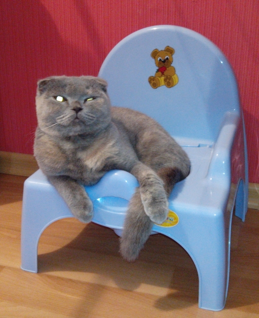 Котовторник  10.12.2013