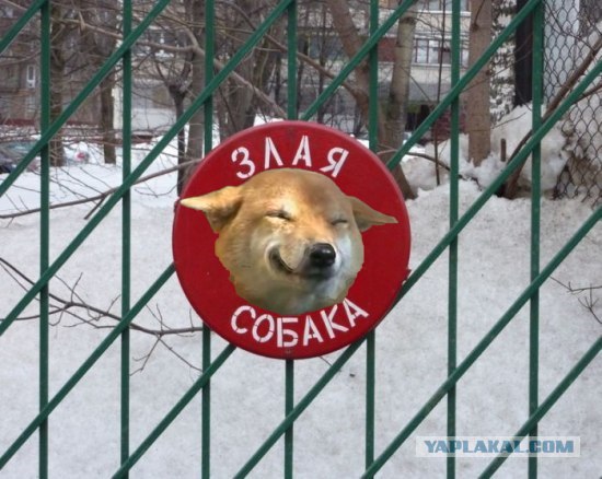 Осторожно! Смешная собака