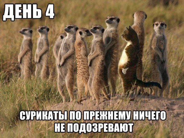 Маршал Финляндии