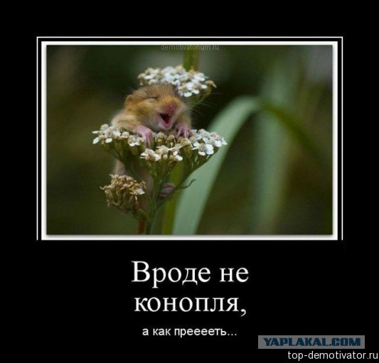 Чёрт, чёрт, чёрт!