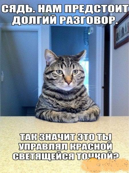 Лучший способ занять кота