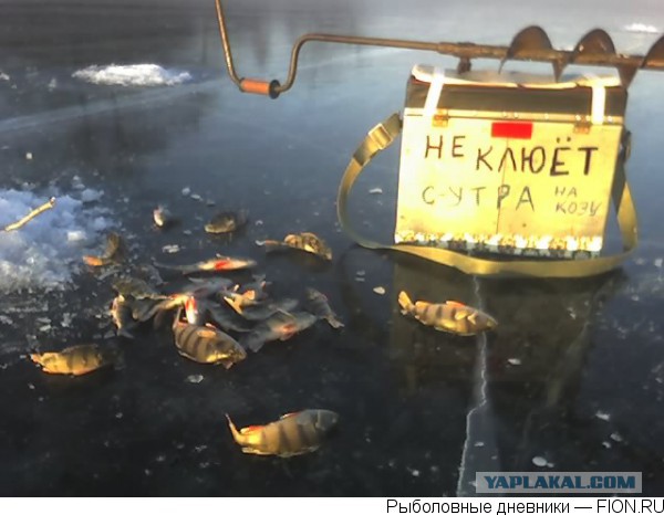 Не клюёт...