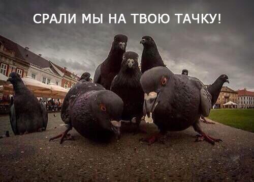 Приколы из сети