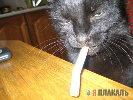 Коты, кошки, котята