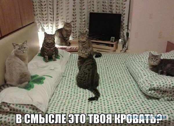 Мой кот меня не уважает?