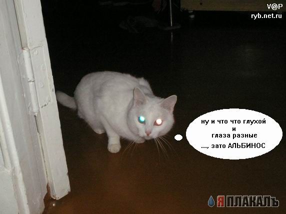 Коты, кошки, котята