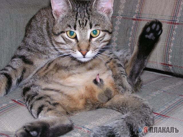 Коты, кошки, котята