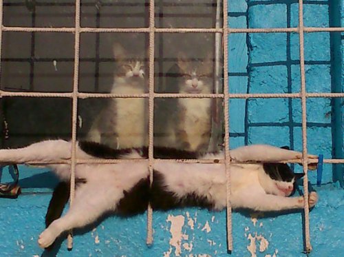Скотинки - Животинки
