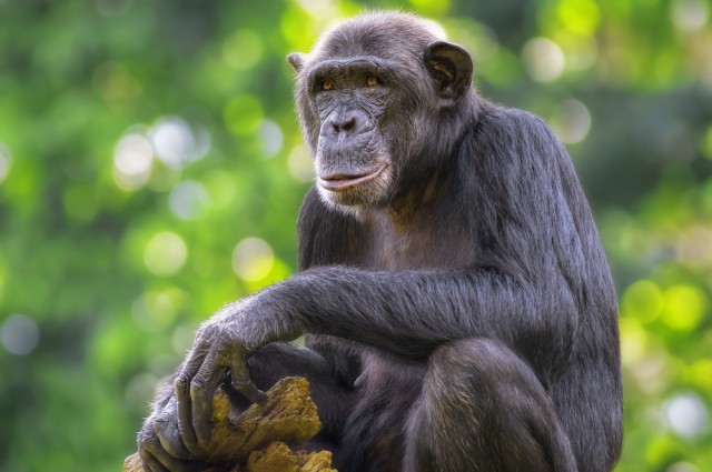 6 доказательств эволюции, сохранившихся на нашем теле