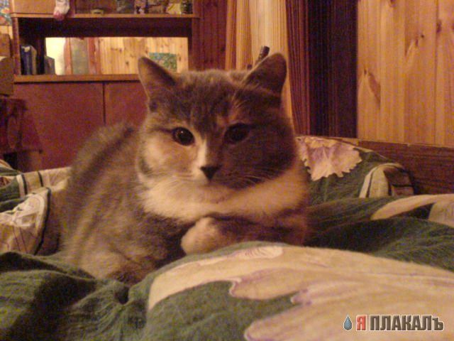 Вторничный котомёт