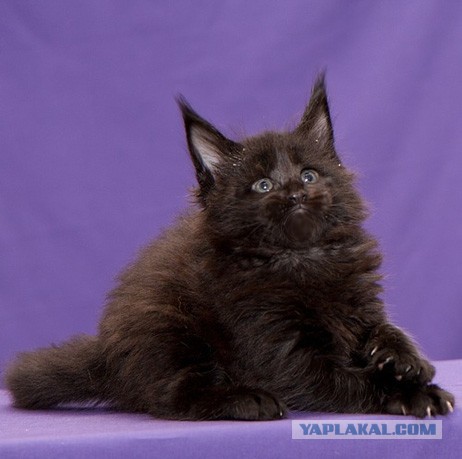 Пр корма для кошек. Рассуждения