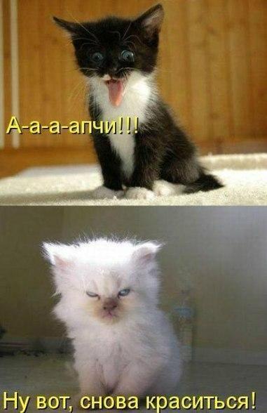 Прикольные животные