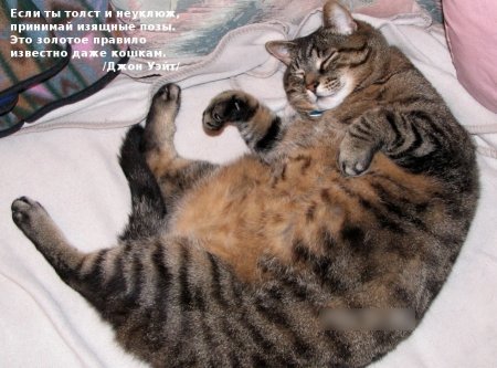 Про кота