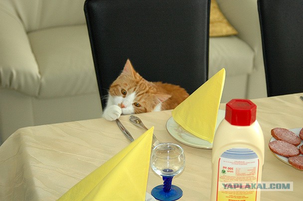 Выглядывающие коты