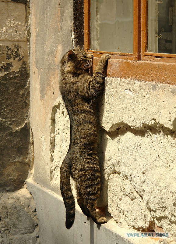 Котейки пост